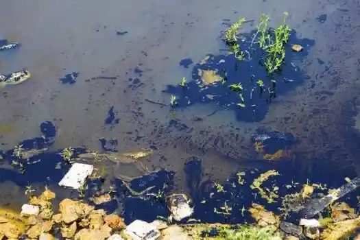 Maudyklų tvenkinių projektavimas Statyba - Vandens biologinis remediacija