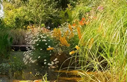 maudyklų tvenkinių projektavimas - Natural Gardens